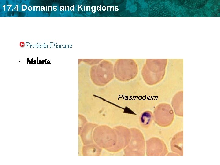 17. 4 Domains and Kingdoms Protists Disease • Malaria Plasmodium 