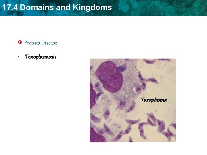 17. 4 Domains and Kingdoms Protists Disease • Toxoplasmosis Toxoplasma 