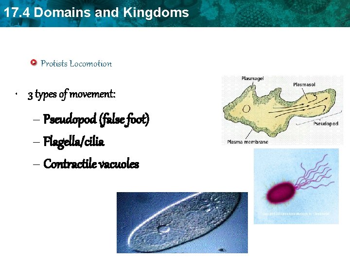 17. 4 Domains and Kingdoms Protists Locomotion • 3 types of movement: – Pseudopod