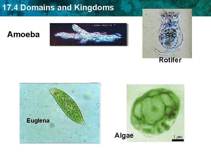 17. 4 Domains and Kingdoms Amoeba Rotifer Euglena Algae 