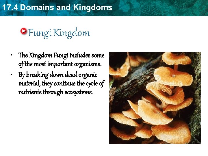 17. 4 Domains and Kingdoms Fungi Kingdom • The Kingdom Fungi includes some of