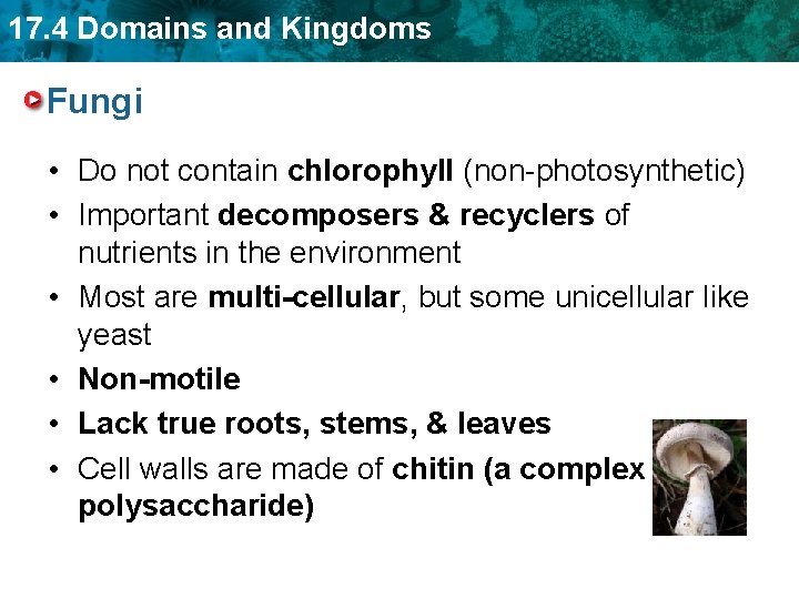 17. 4 Domains and Kingdoms Fungi • Do not contain chlorophyll (non-photosynthetic) • Important