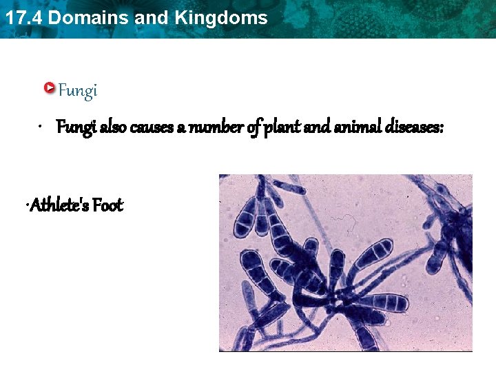 17. 4 Domains and Kingdoms Fungi • Fungi also causes a number of plant