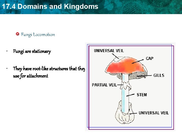 17. 4 Domains and Kingdoms Fungi Locomotion • Fungi are stationary • They have