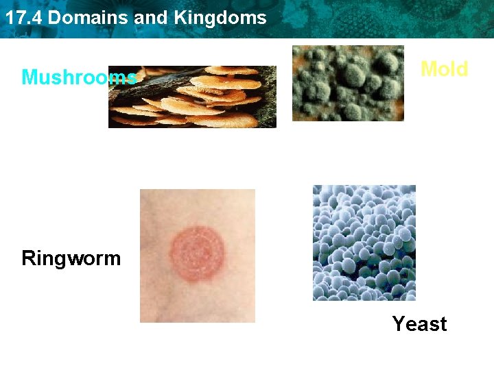 17. 4 Domains and Kingdoms Mushrooms Mold Ringworm Yeast 