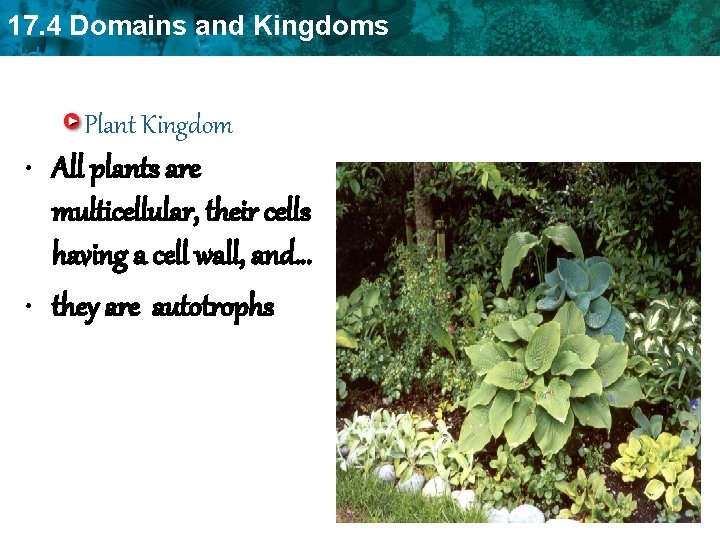 17. 4 Domains and Kingdoms Plant Kingdom • All plants are multicellular, their cells