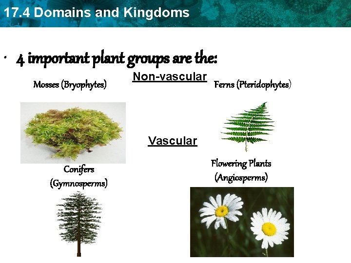 17. 4 Domains and Kingdoms • 4 important plant groups are the: Mosses (Bryophytes)