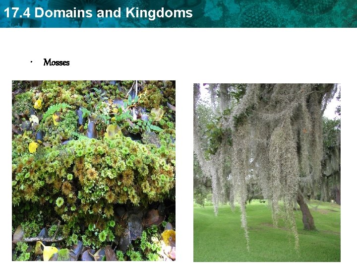 17. 4 Domains and Kingdoms • Mosses 