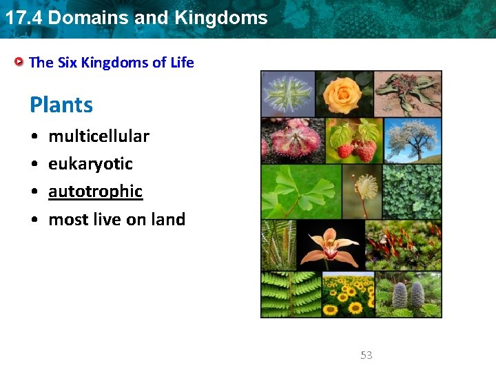 17. 4 Domains and Kingdoms The Six Kingdoms of Life Plants • • multicellular