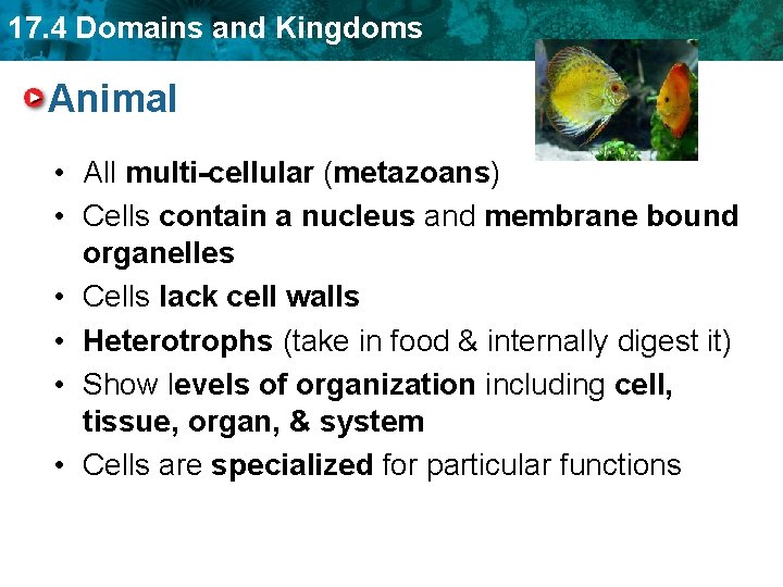 17. 4 Domains and Kingdoms Animal • All multi-cellular (metazoans) • Cells contain a
