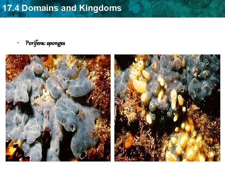 17. 4 Domains and Kingdoms • Porifera: sponges 