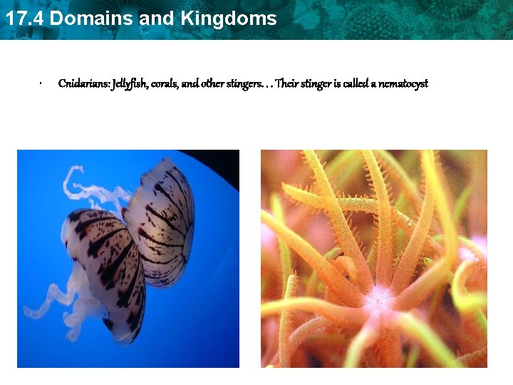 17. 4 Domains and Kingdoms • Cnidarians: Jellyfish, corals, and other stingers. . .