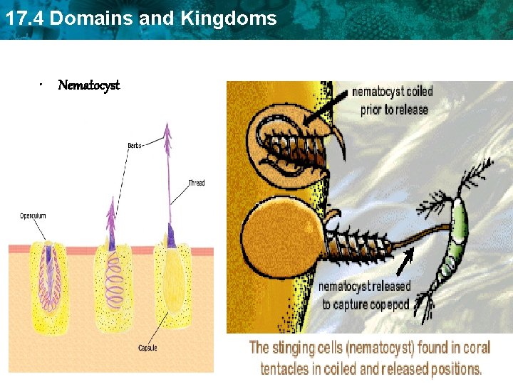 17. 4 Domains and Kingdoms • Nematocyst 