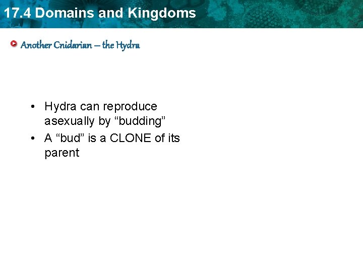 17. 4 Domains and Kingdoms Another Cnidarian – the Hydra • Hydra can reproduce