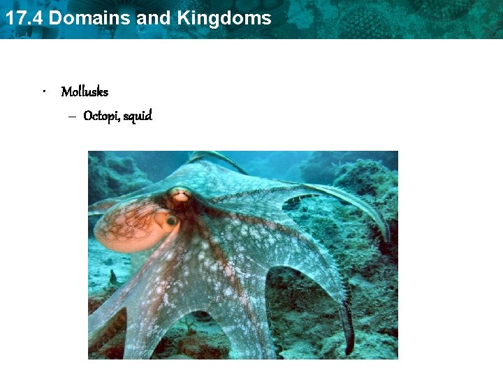 17. 4 Domains and Kingdoms • Mollusks – Octopi, squid 