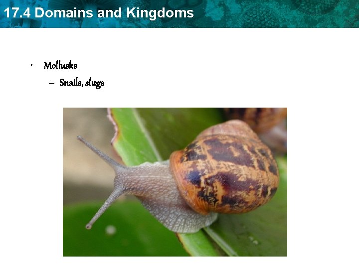 17. 4 Domains and Kingdoms • Mollusks – Snails, slugs 