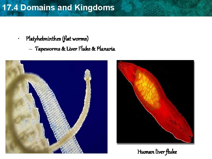 17. 4 Domains and Kingdoms • Platyhelminthes (flat worms) – Tapeworms & Liver Fluke