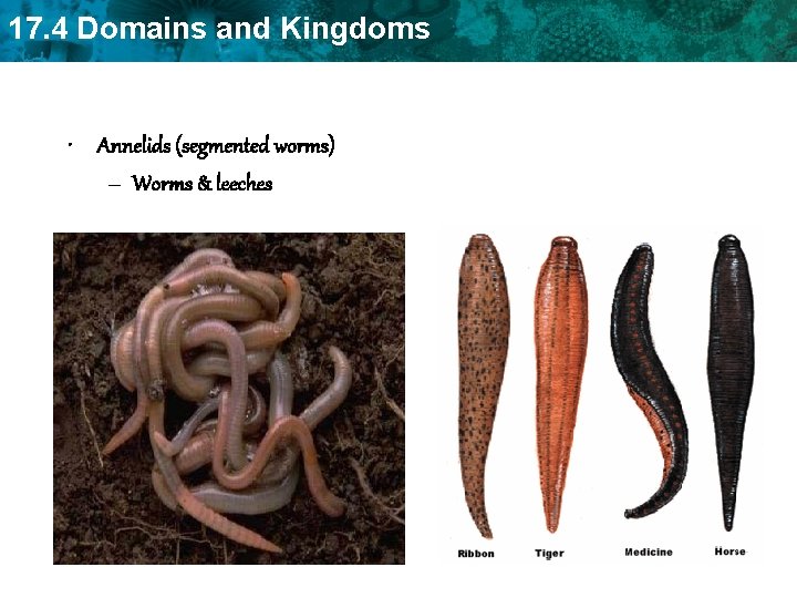 17. 4 Domains and Kingdoms • Annelids (segmented worms) – Worms & leeches 