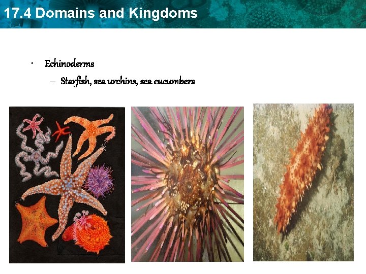 17. 4 Domains and Kingdoms • Echinoderms – Starfish, sea urchins, sea cucumbers 