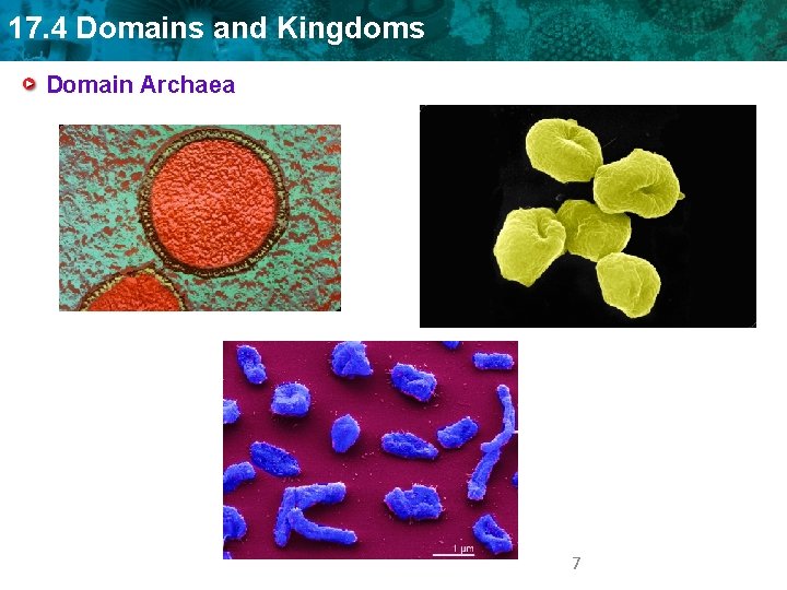 17. 4 Domains and Kingdoms Domain Archaea 7 