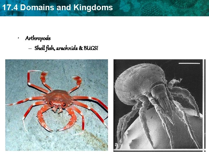 17. 4 Domains and Kingdoms • Arthropods – Shell fish, arachnids & BUGS! 