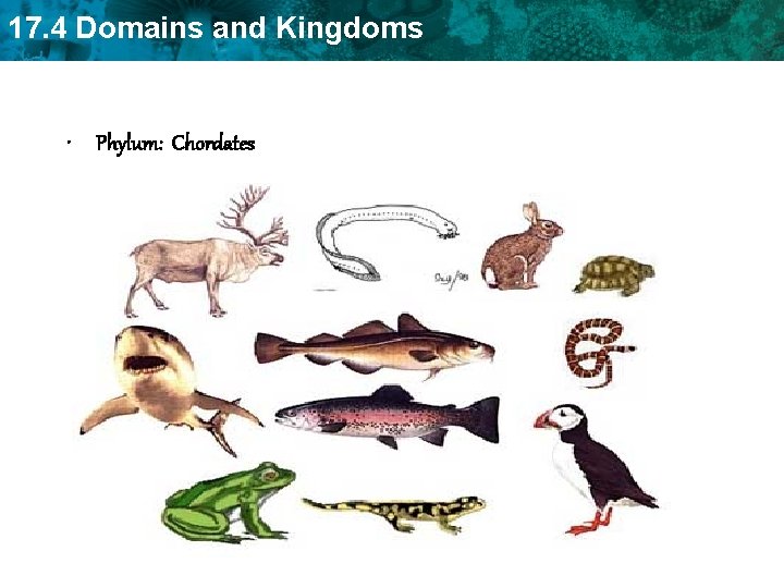 17. 4 Domains and Kingdoms • Phylum: Chordates 