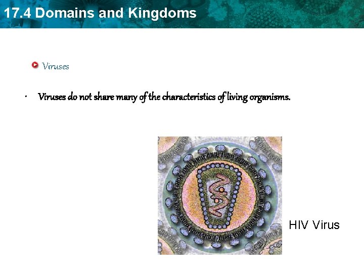 17. 4 Domains and Kingdoms Viruses • Viruses do not share many of the