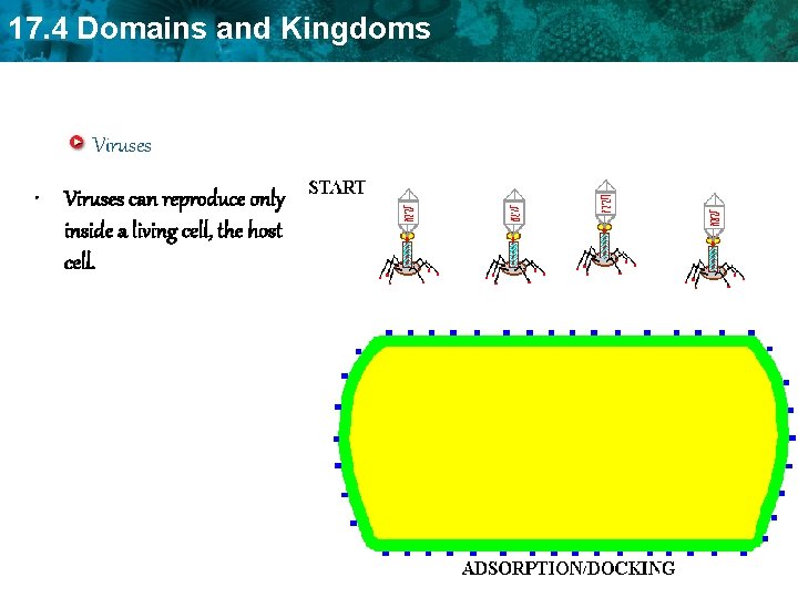 17. 4 Domains and Kingdoms Viruses • Viruses can reproduce only inside a living