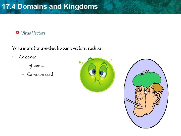 17. 4 Domains and Kingdoms Virus Vectors Viruses are transmitted through vectors, such as: