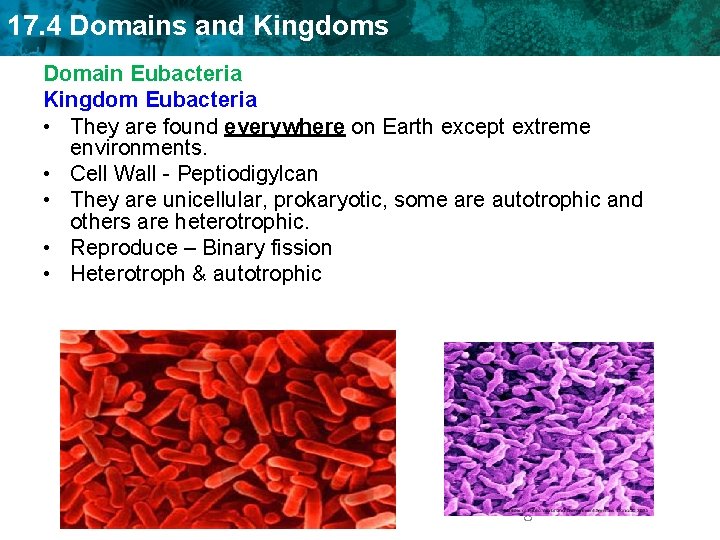 17. 4 Domains and Kingdoms Domain Eubacteria Kingdom Eubacteria • They are found everywhere