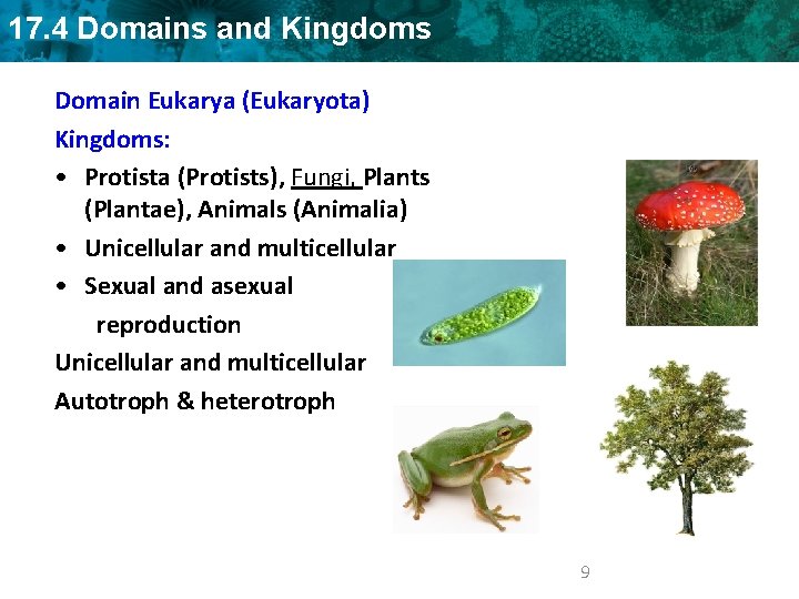 17. 4 Domains and Kingdoms Domain Eukarya (Eukaryota) Kingdoms: • Protista (Protists), Fungi, Plants