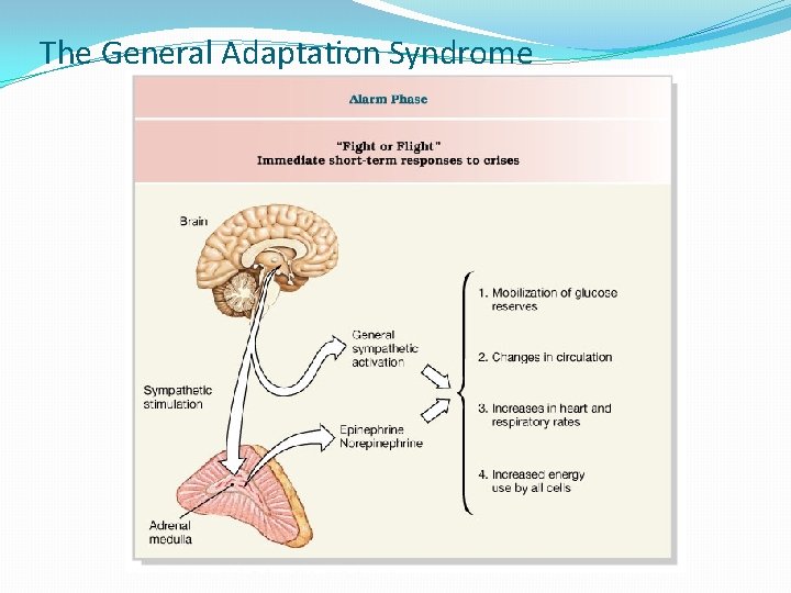 The General Adaptation Syndrome 