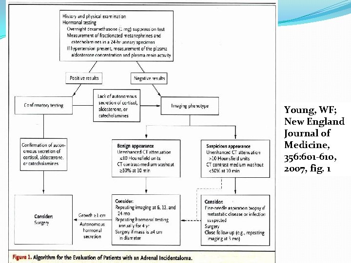 Young, WF; New England Journal of Medicine, 356: 601 -610, 2007, fig. 1 