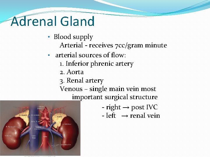 Adrenal Gland • Blood supply Arterial - receives 7 cc/gram minute • arterial sources