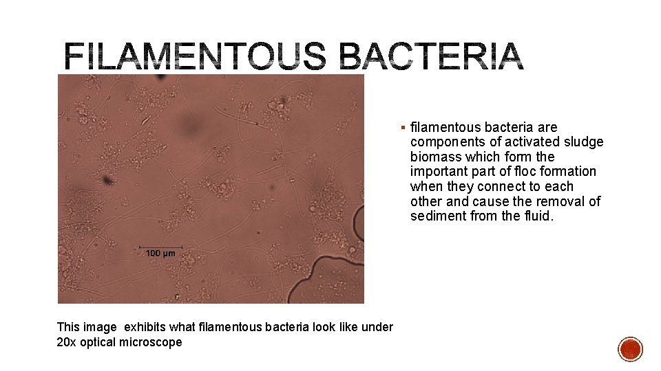 § filamentous bacteria are components of activated sludge biomass which form the important part