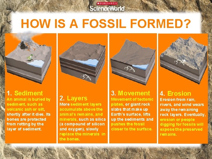 HOW IS A FOSSIL FORMED? 1. Sediment An animal is buried by sediment, such