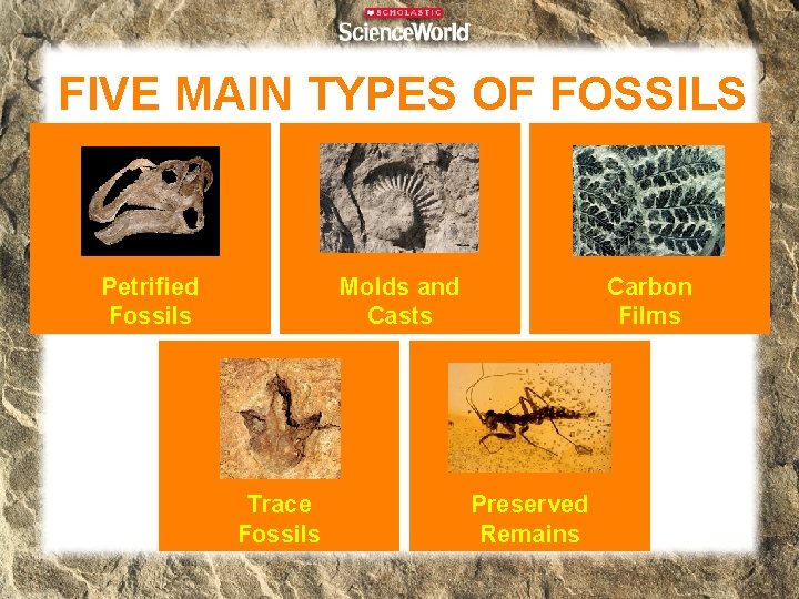 FIVE MAIN TYPES OF FOSSILS Petrified Fossils Molds and Casts Trace Fossils Carbon Films