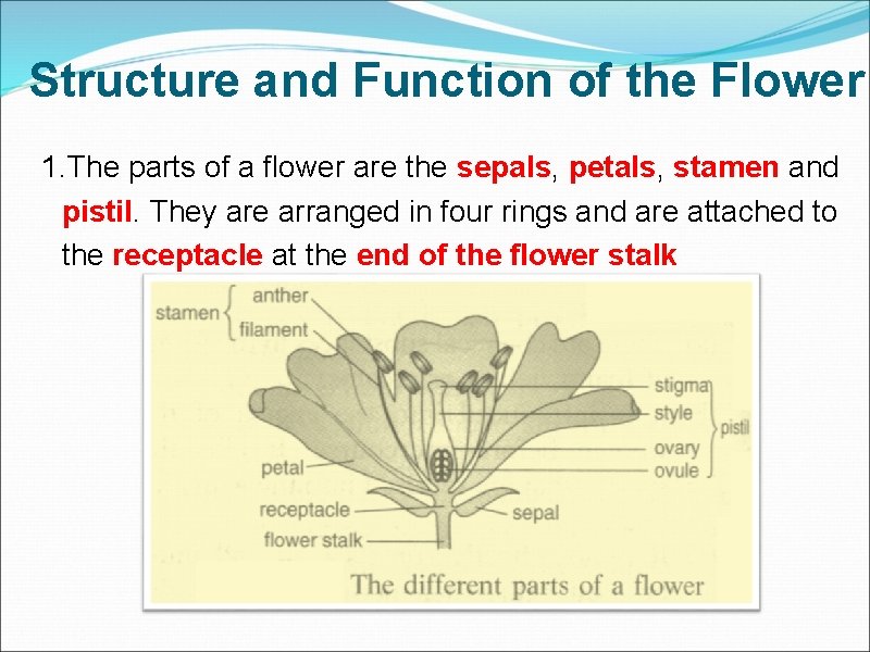 Structure and Function of the Flower 1. The parts of a flower are the