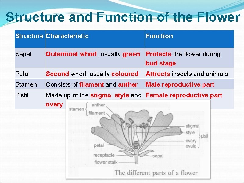 Structure and Function of the Flower Structure Characteristic Function Sepal Outermost whorl, usually green