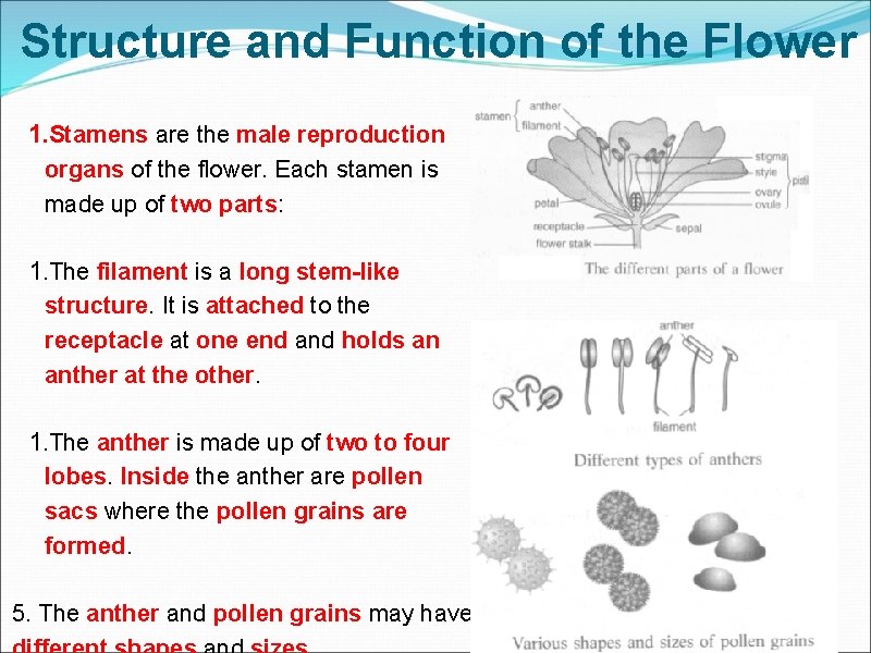 Structure and Function of the Flower 1. Stamens are the male reproduction organs of