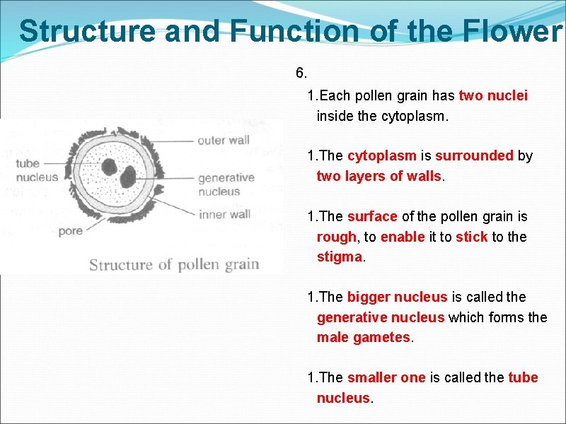 Structure and Function of the Flower 6. 1. Each pollen grain has two nuclei