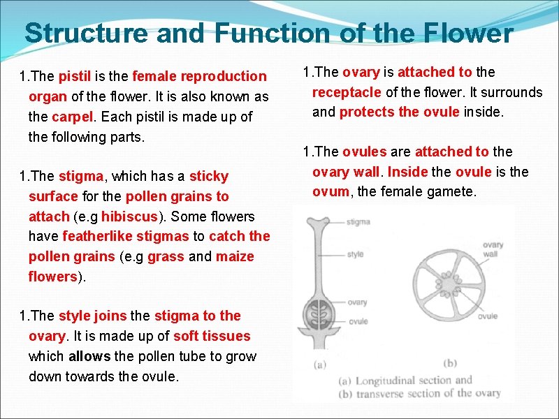 Structure and Function of the Flower 1. The pistil is the female reproduction organ