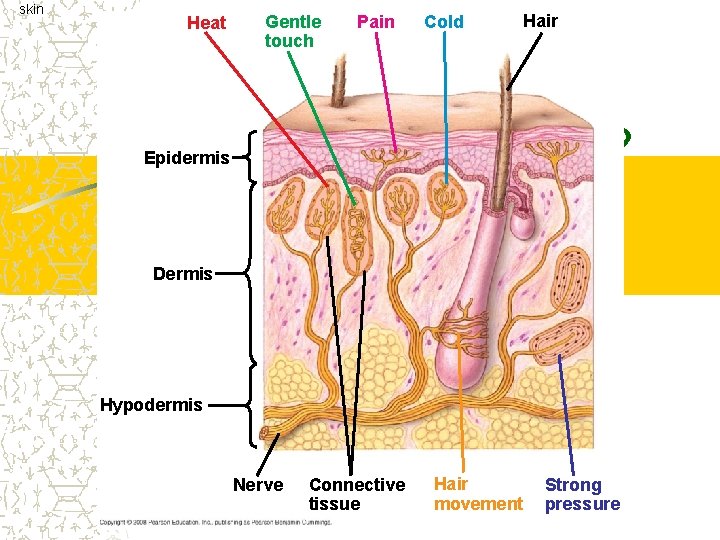 skin Heat Gentle touch Pain Cold Hair Epidermis Dermis Hypodermis Nerve Connective tissue Hair