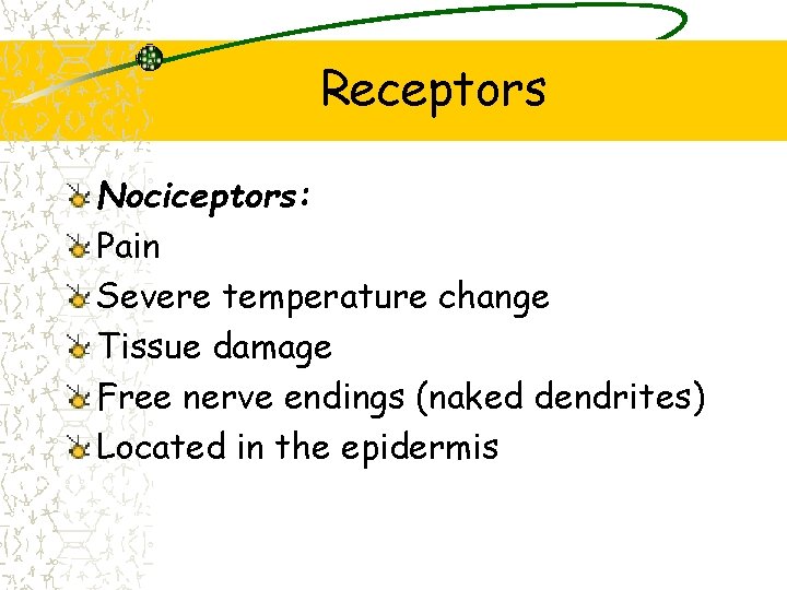 Receptors Nociceptors: Pain Severe temperature change Tissue damage Free nerve endings (naked dendrites) Located