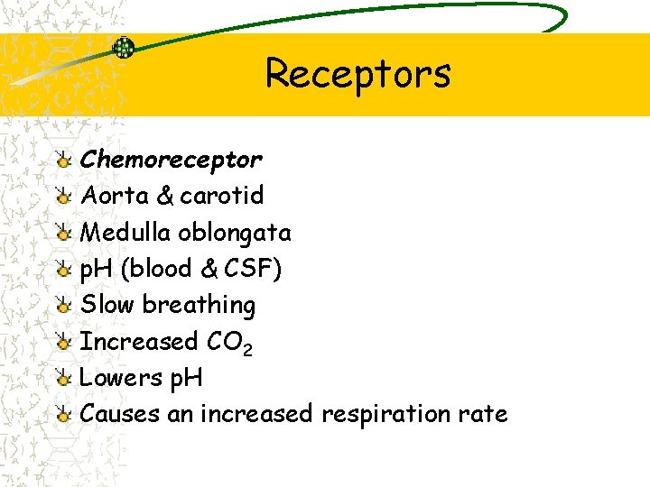 Receptors Chemoreceptor Aorta & carotid Medulla oblongata p. H (blood & CSF) Slow breathing