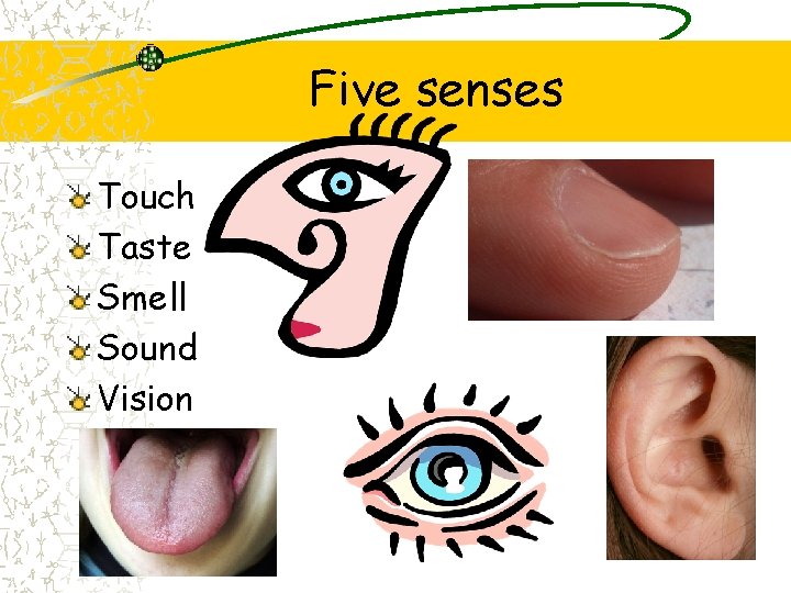 Five senses Touch Taste Smell Sound Vision 