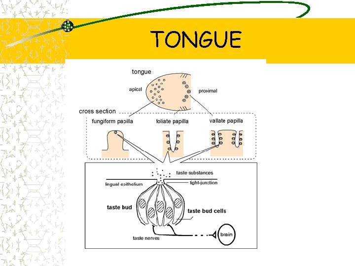 TONGUE 