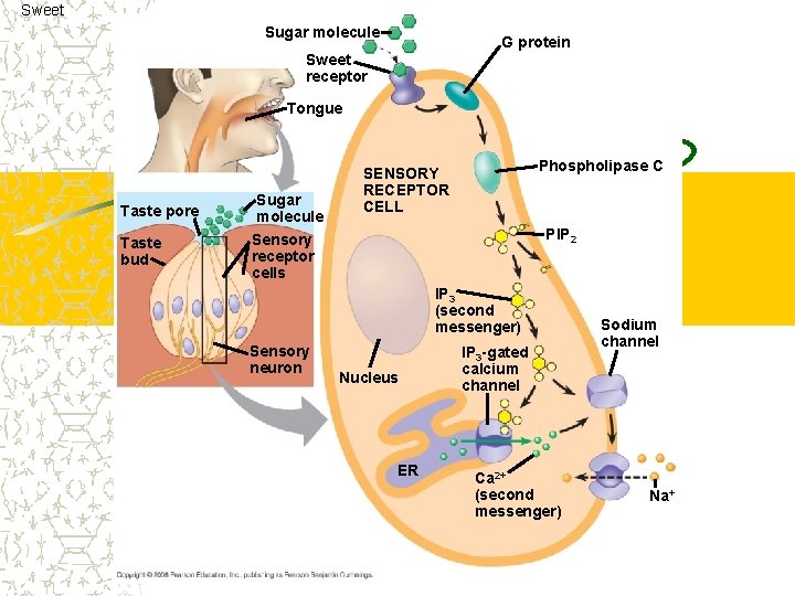 Sweet Sugar molecule G protein Sweet receptor Tongue Taste pore Taste bud Sugar molecule