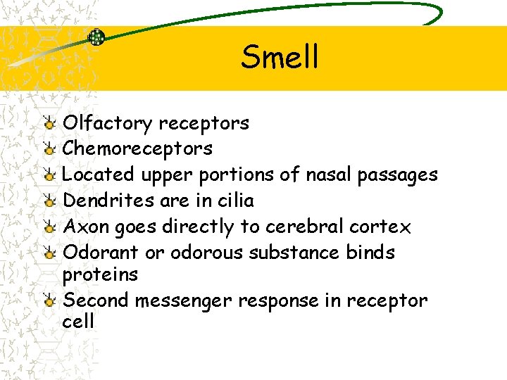 Smell Olfactory receptors Chemoreceptors Located upper portions of nasal passages Dendrites are in cilia