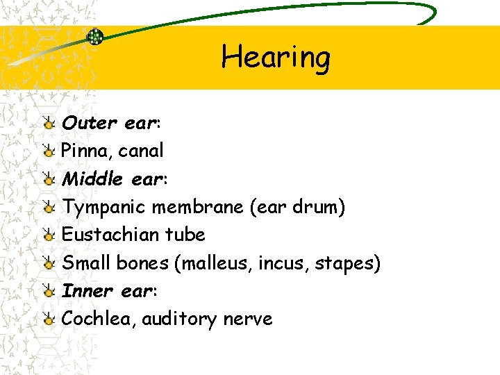 Hearing Outer ear: Pinna, canal Middle ear: Tympanic membrane (ear drum) Eustachian tube Small